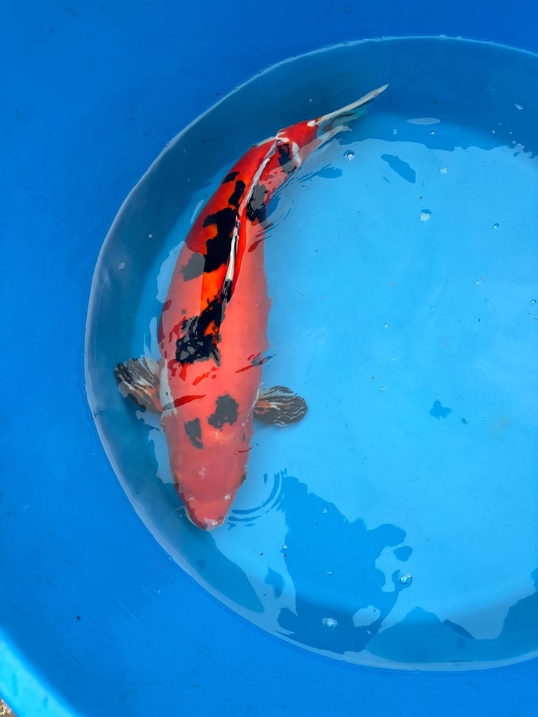 koi carp / fish 