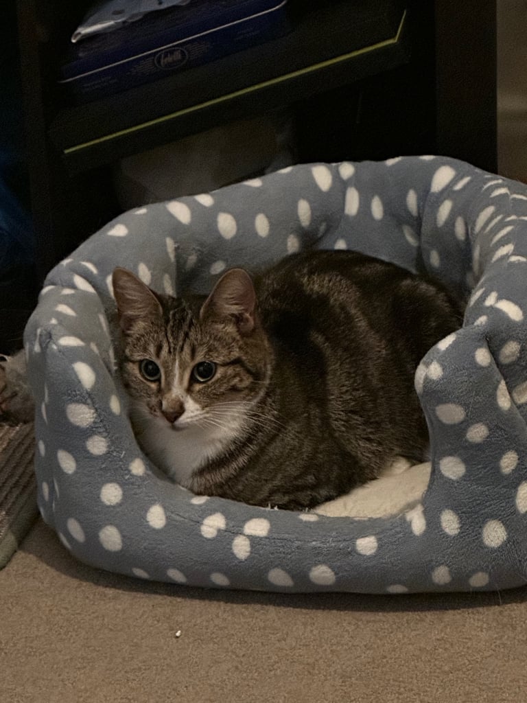 Friendly female cat