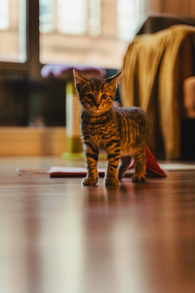 9 months old beautiful Boy kitten for sale