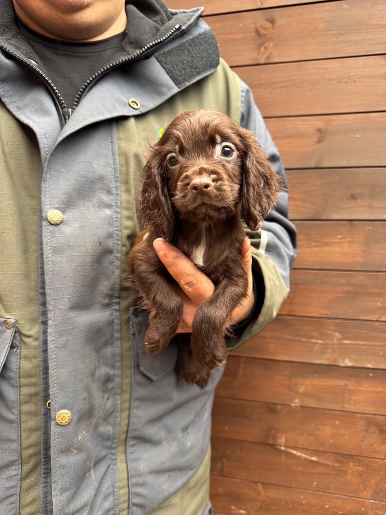 Cocker Spainel Puppies 