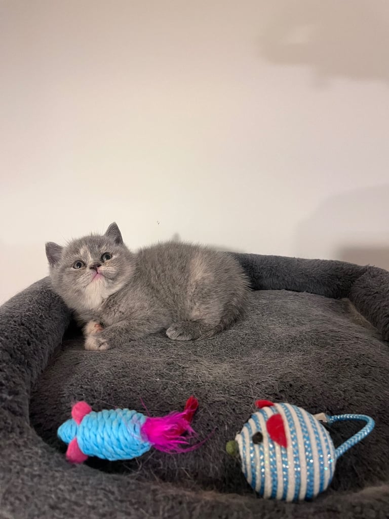 💖 BRITISH SHORTHAIR KITTENS 💖