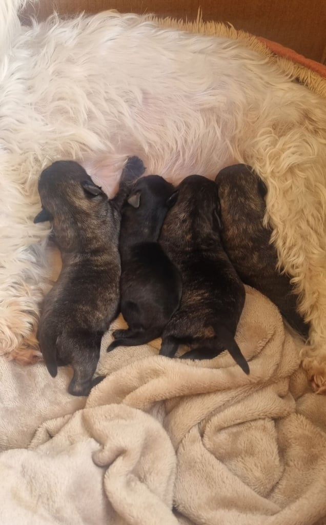 image for Scottish Terrier x Westie pups