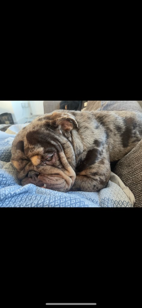 British bulldog for sale 