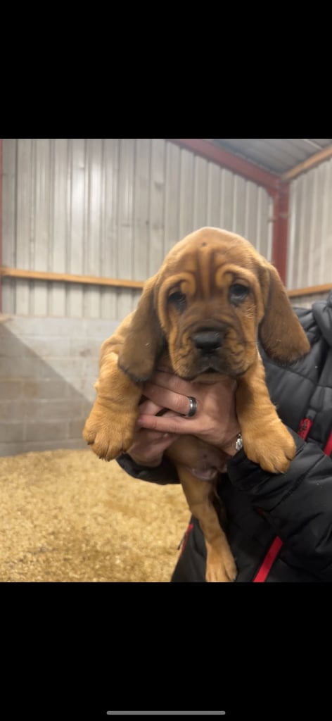 Dogue de Bordeaux cross  (female )