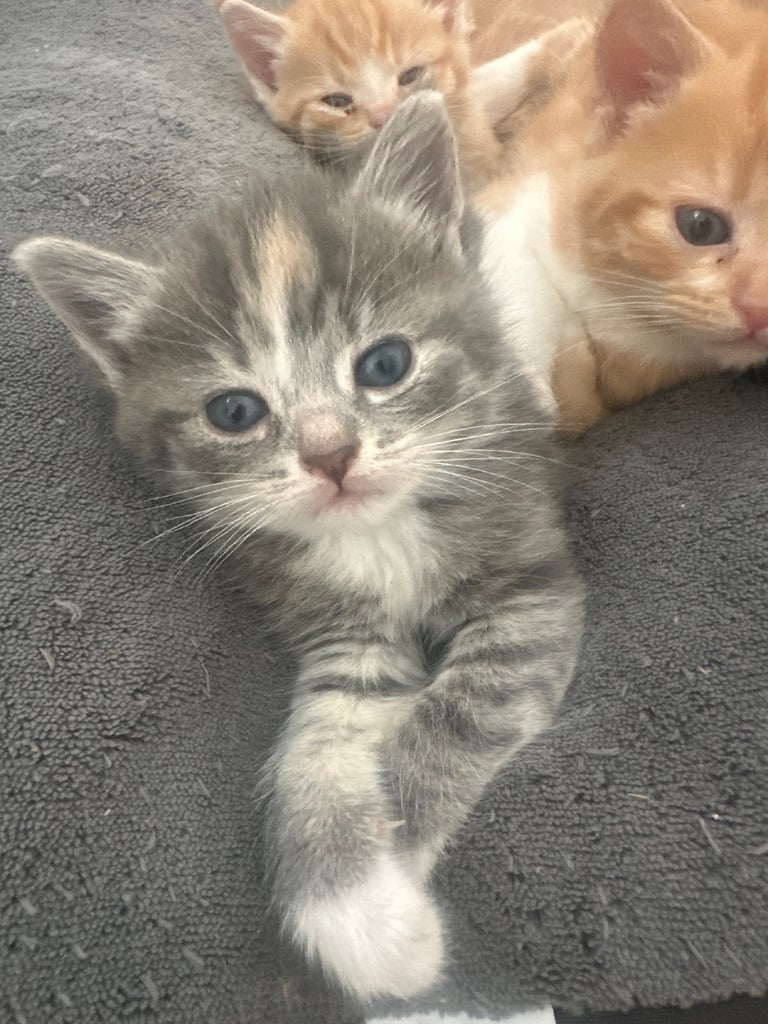 Ragdoll kittens for sale 