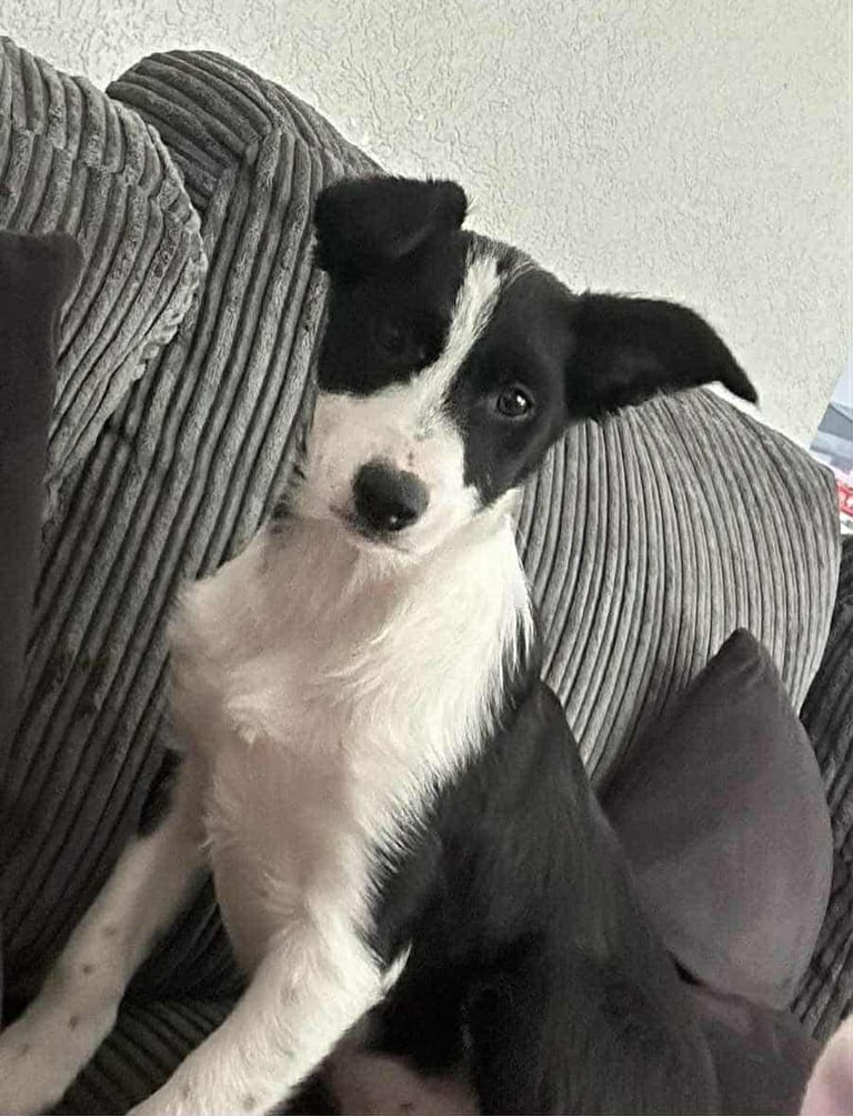 6 month old border collie