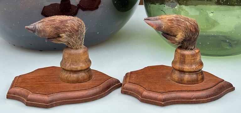 VINTAGE FRENCH TAXIDERMY WILD BOAR HOOVES COAT HOOKS, SANGLIER HOOF HUNTING RACK - WILL POST!