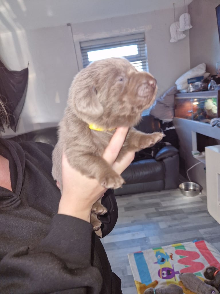 Silver labrador's KC