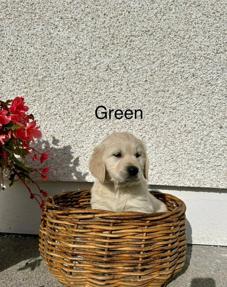 Gorgeous Cream KC Golden Retriever Puppies