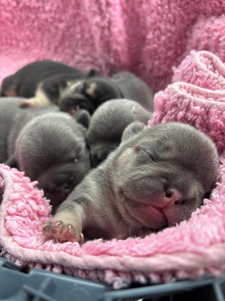Stunning French bulldog puppies looking for their new forever home. 