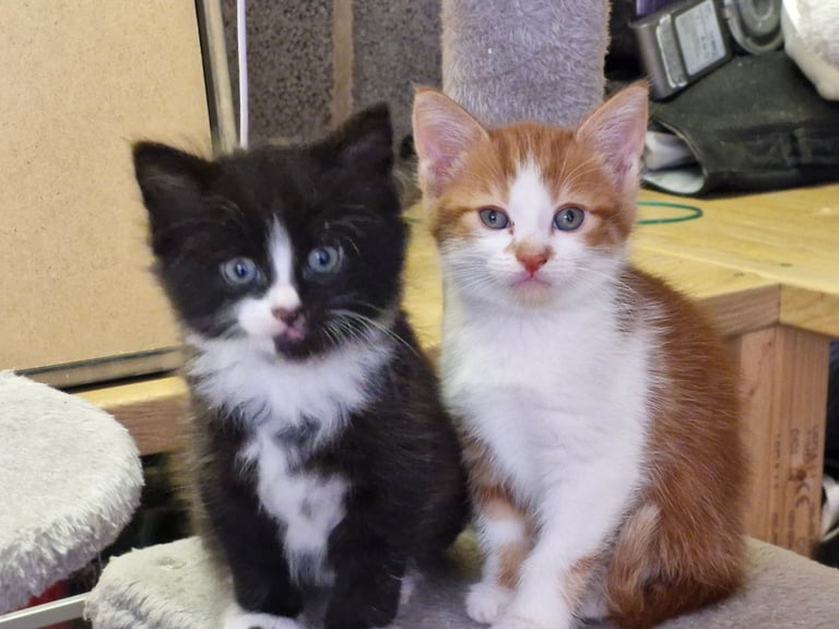 5 Gorgeous kittens for sale 