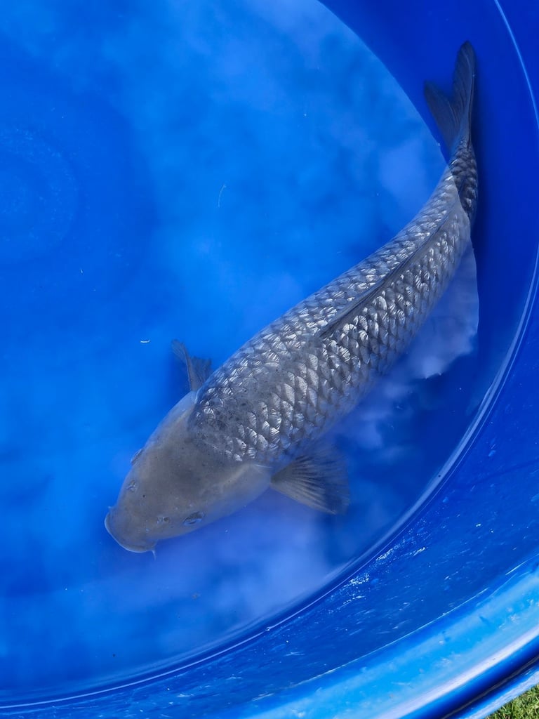 Large Japanese koi fish for sale 