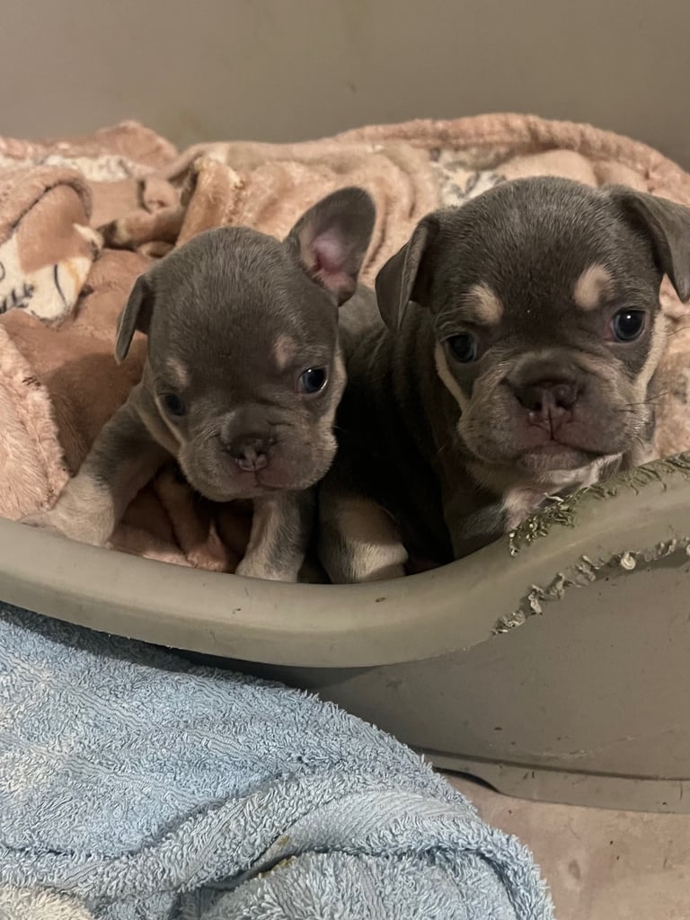 image for Kc registered lilac and tan french bulldog puppies