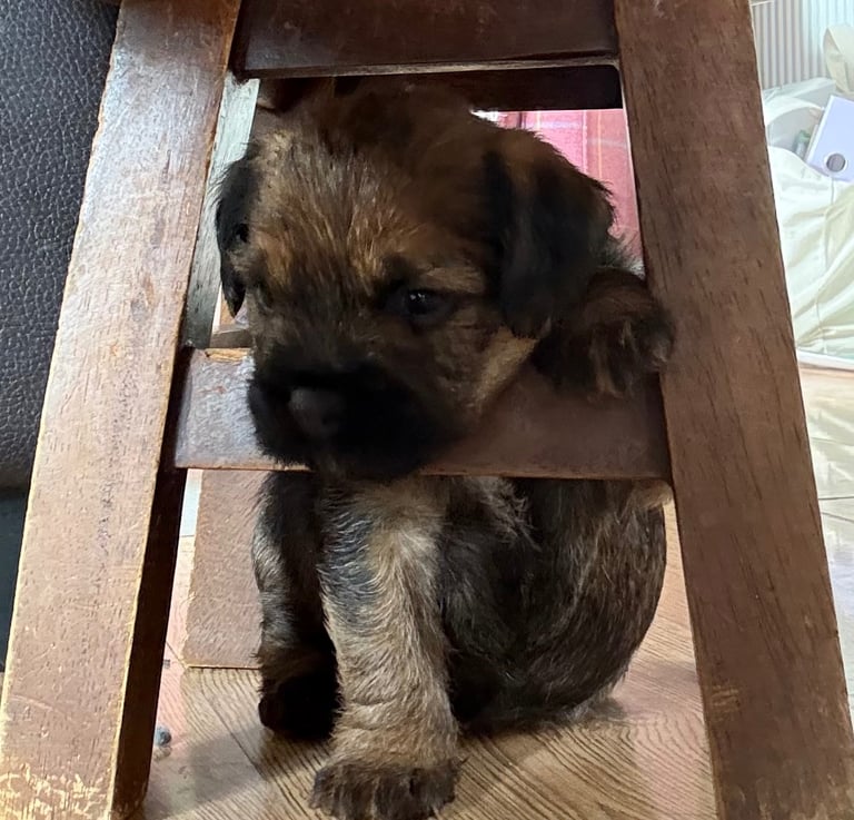 Border Terrier pups 