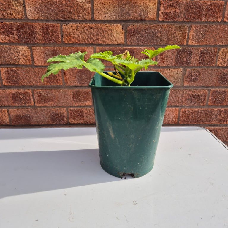 image for 1 Black Beauty Courgette Plant 