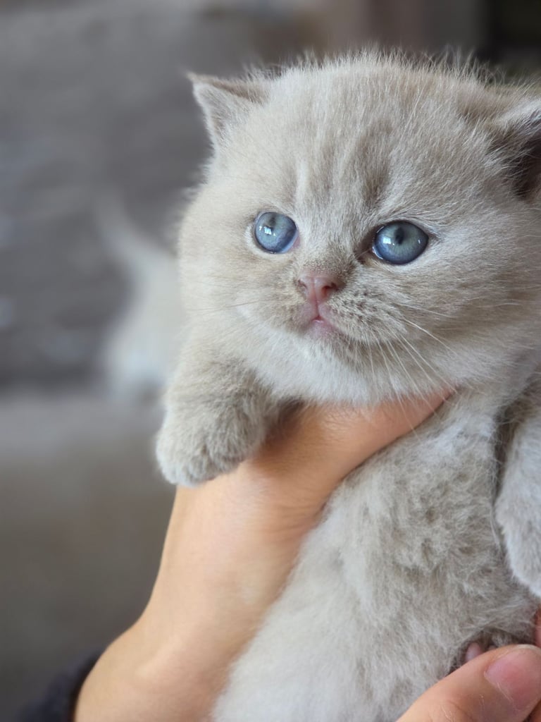 Last 1 left! Brown and Lilac British Shorthair kittens