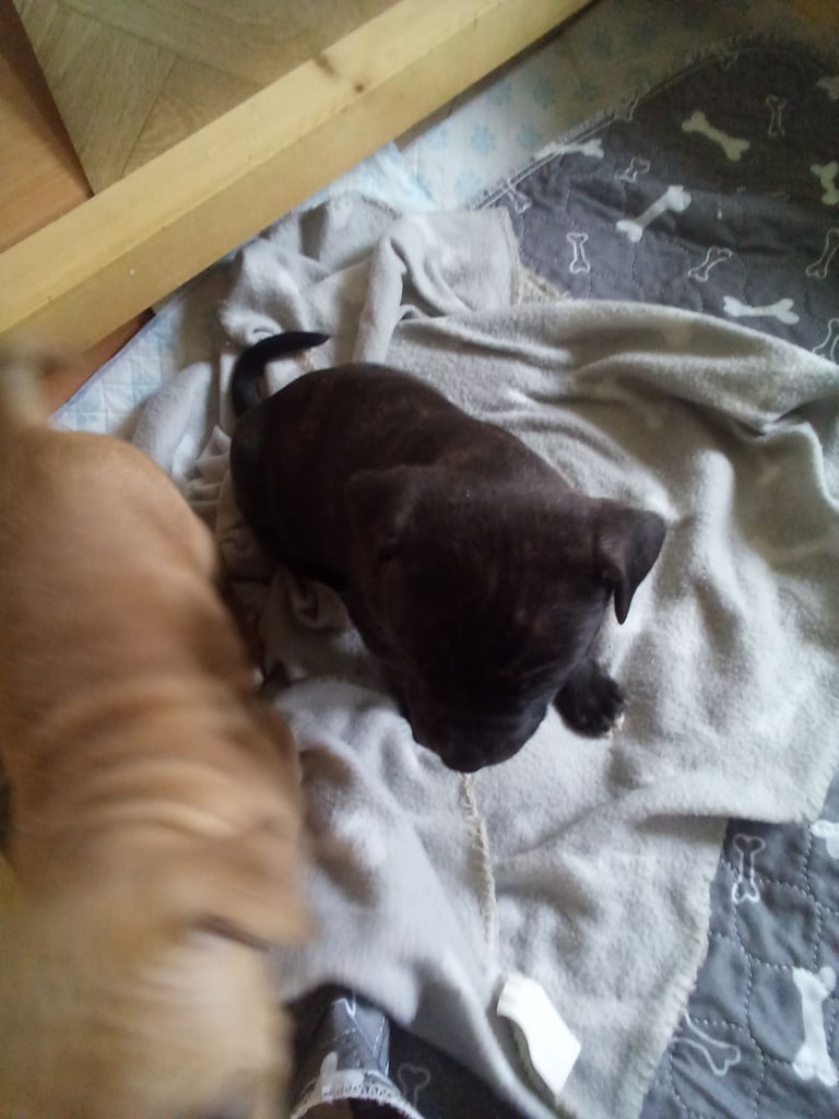 Puppies for sale