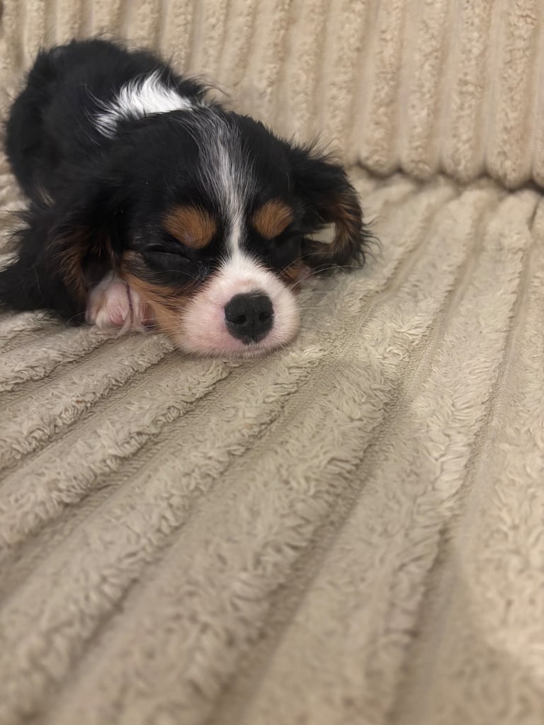 Cavalier King Charles 