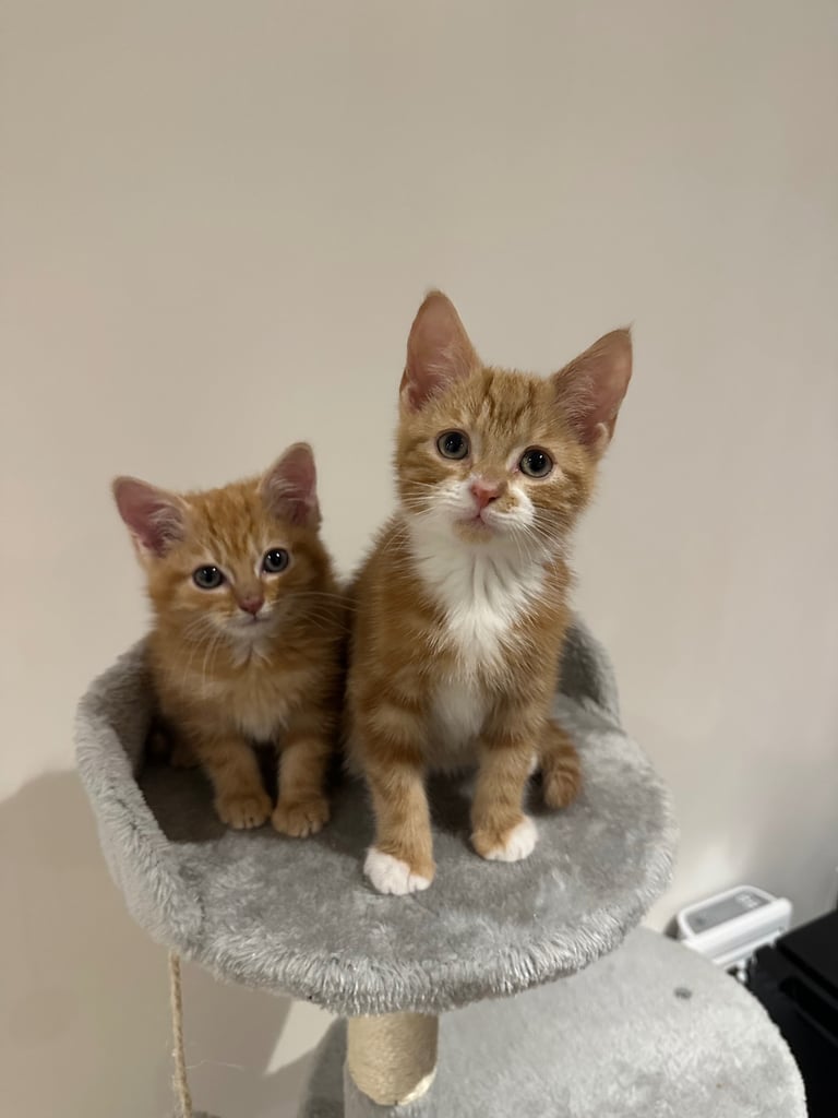 Ginger kittens available