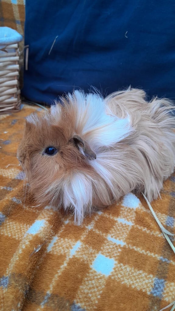 Guinea pigs for sale