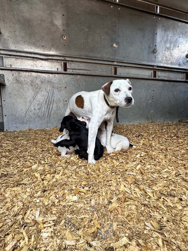 Adorable Cocker Jack Puppies
