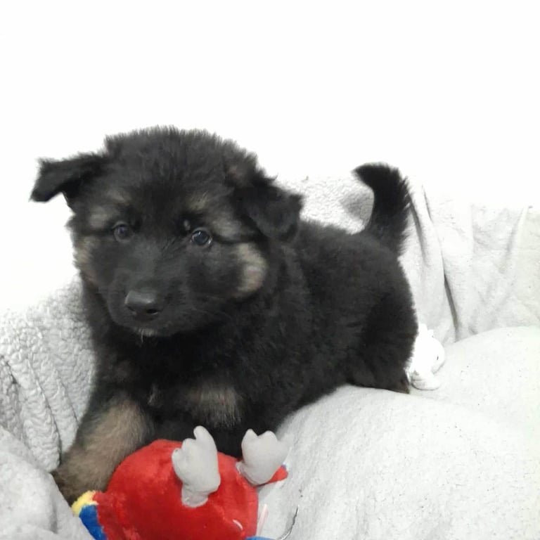 *Ready Now* German Shepherd Pups