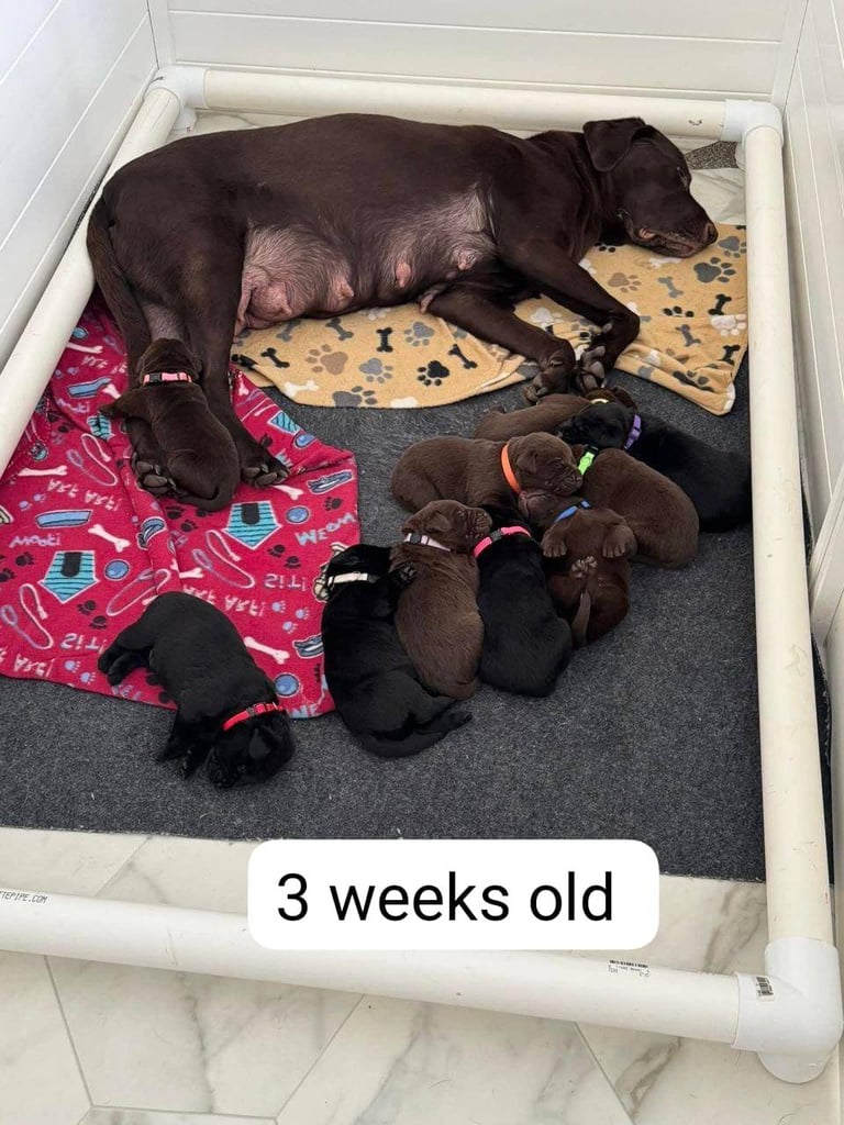 Labrador retriever puppies. 