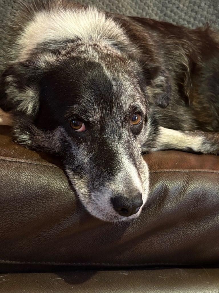 Murphy blue merle border collie