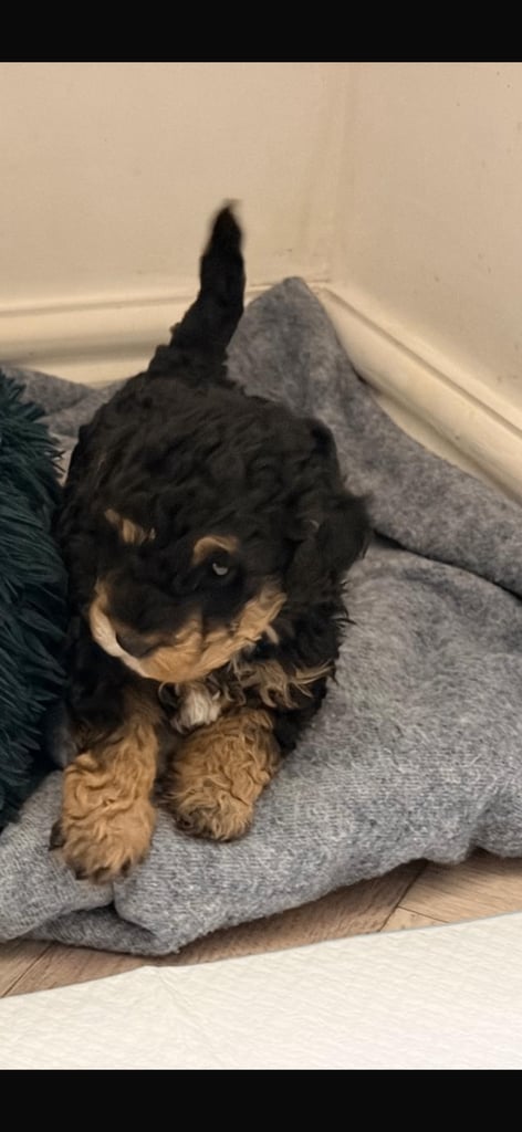 Phantom toy poodle 
