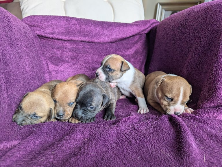 Stunning litter of Staffordshire bull terrier puppies 