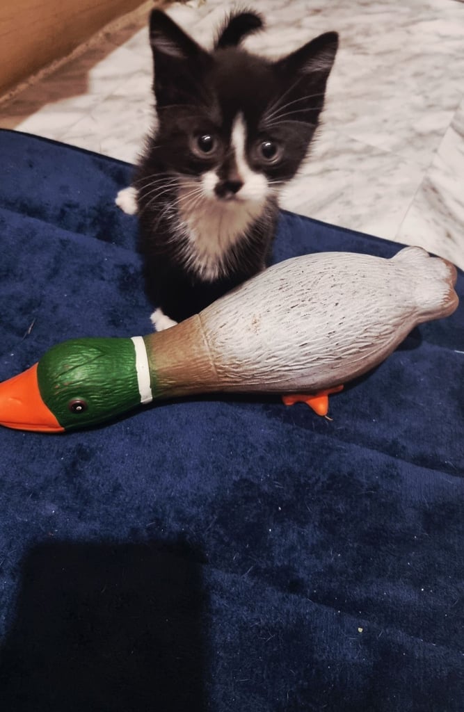 image for Kittens 2xboys