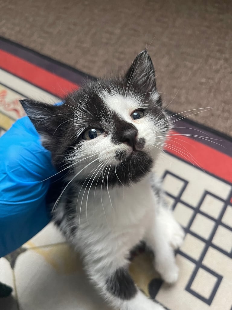 image for Beautiful kittens ready for new homes 