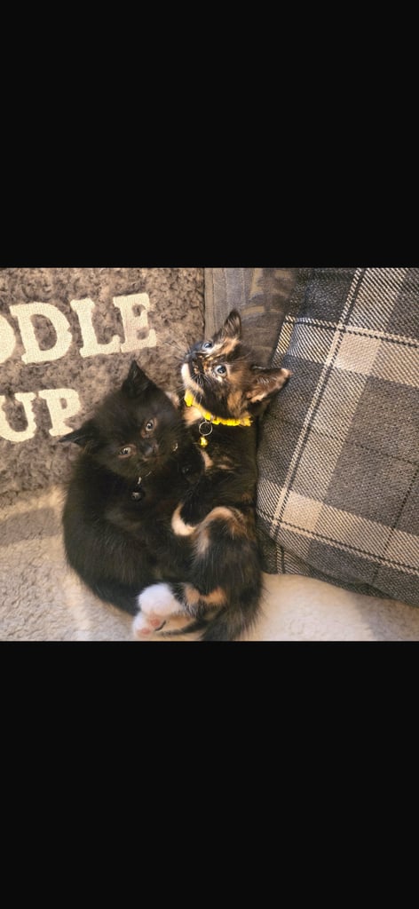 Adorable kittens 
