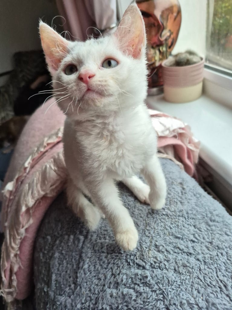 image for Male kitten