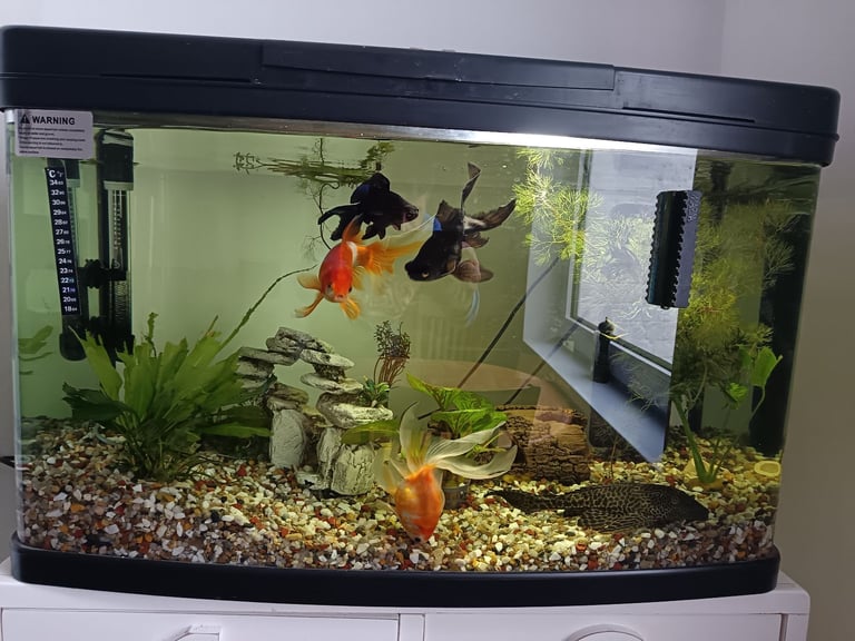 Fish and tank 