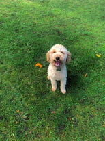 Toy poodle male 11 months old ( he has found his new home)