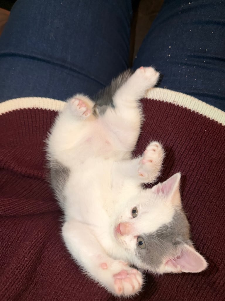 2x grey/white male kittens 