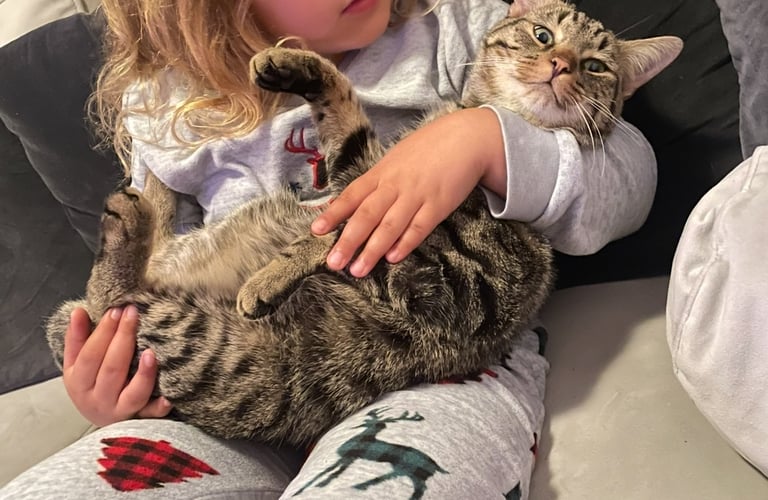 image for Cat needs rehoming