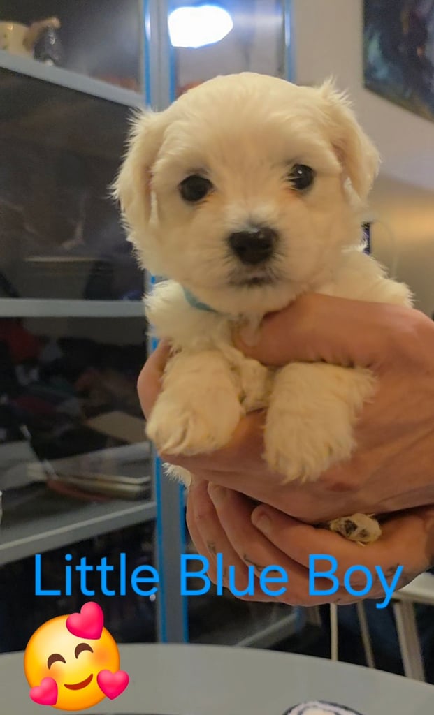 Adorable Maltese  Puppies 