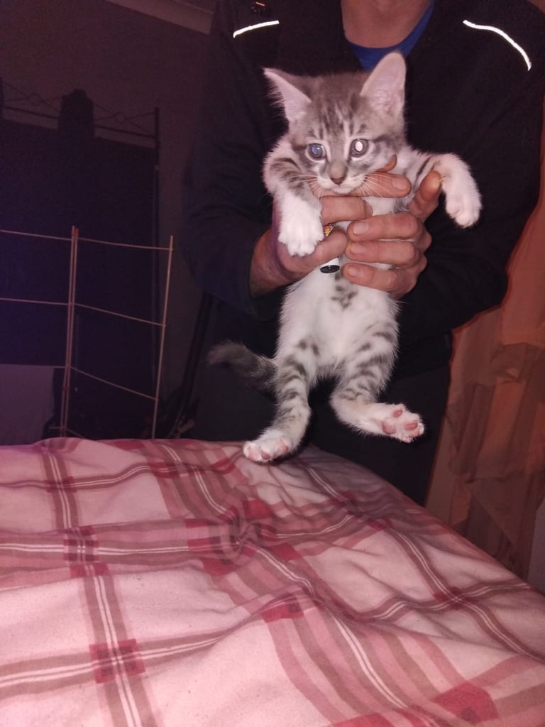 Grey and white male kitten 