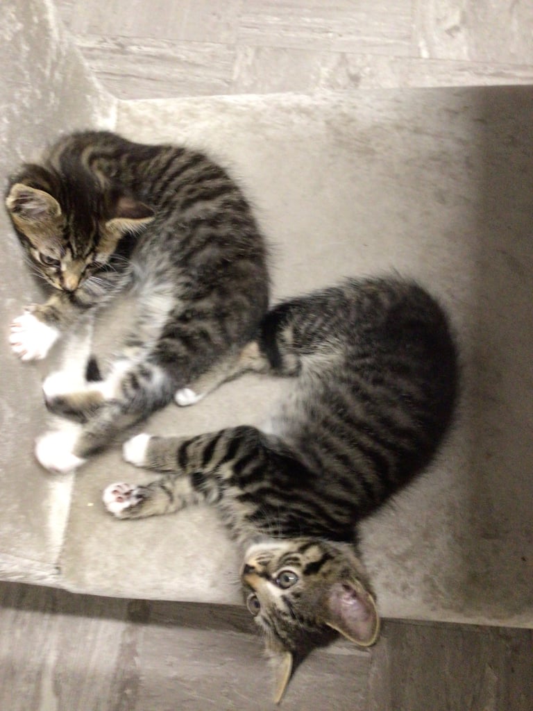 2 male kittens tabby ready for a new home 