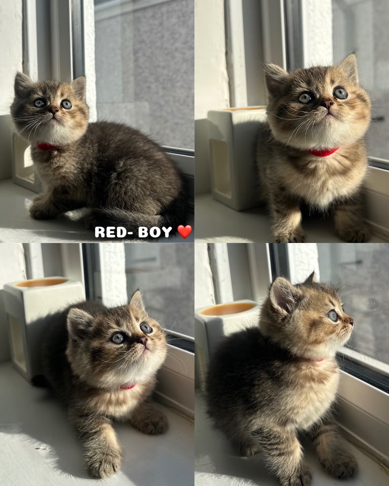 TICA registered British Shorthairs