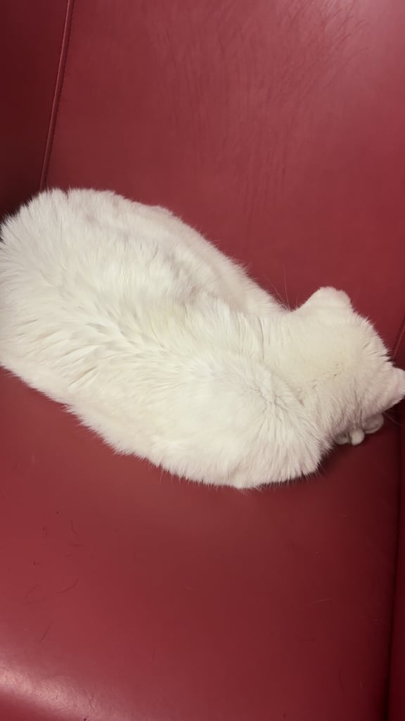 Rescue cat