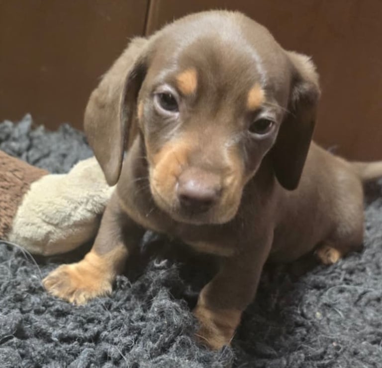 Miniature dachshunds