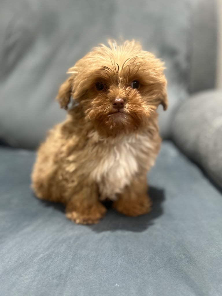 Golden Imperial Shihpoo puppy Male
