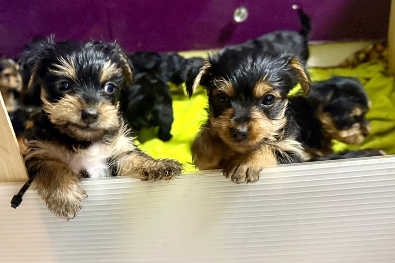 Under $300 Cheap Yorkie Puppies Near Me Yorkshire Terrier Dogs