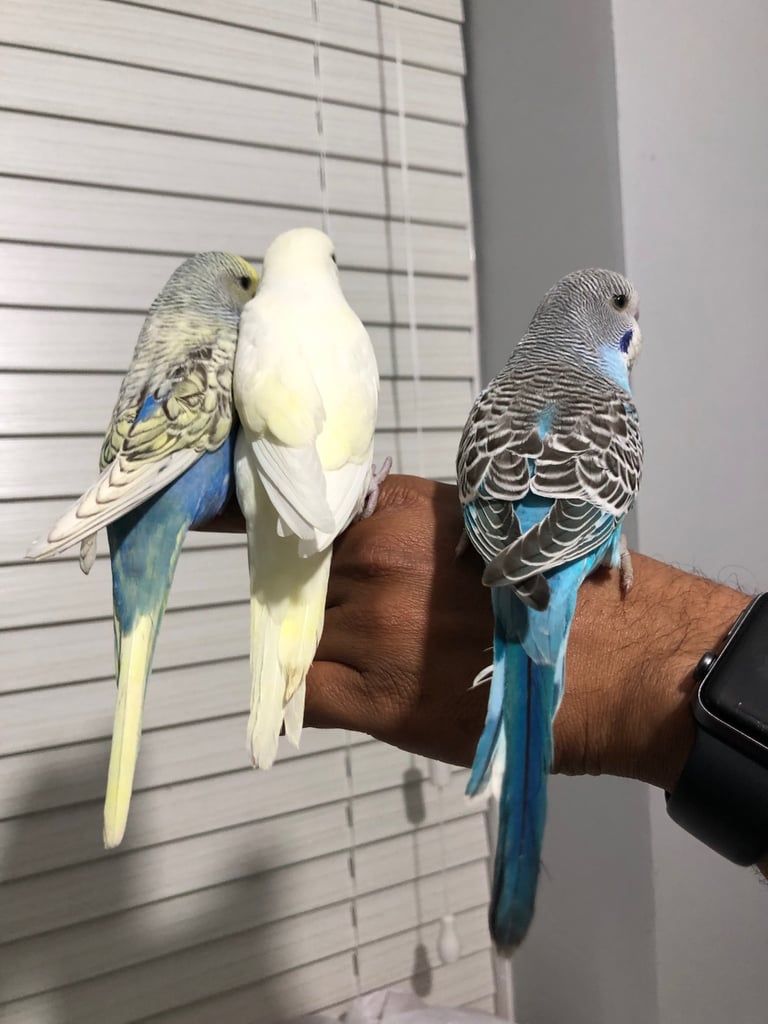 Beautiful colour’s Baby Budgies and other birds 
