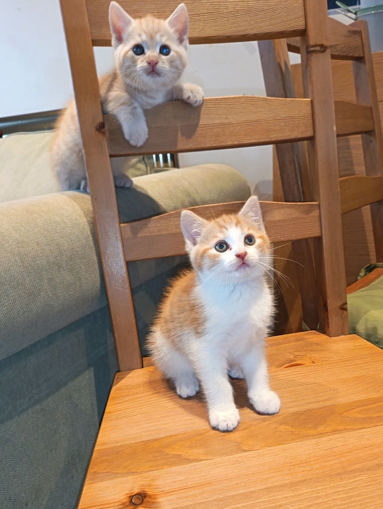 4 cuddly tabby and ginger kittens 