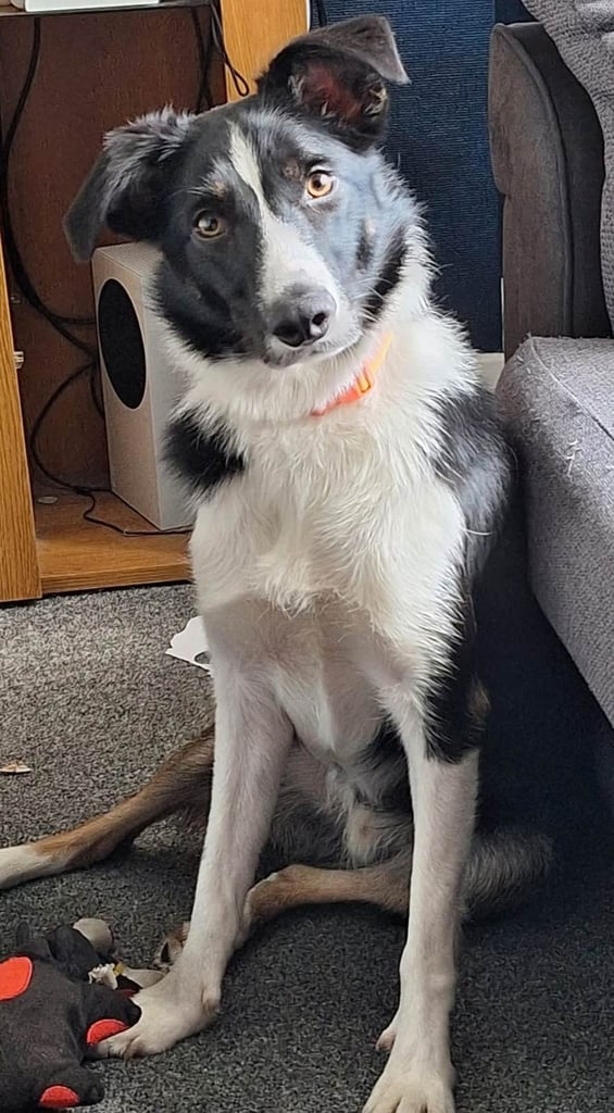 Tri Coloured Male border collie