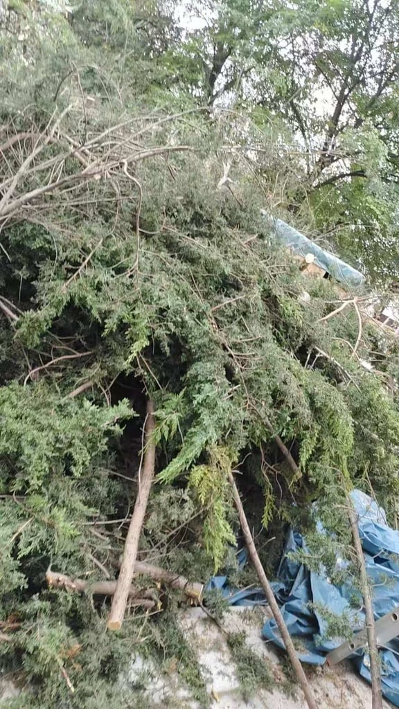 Free firewood in SW11 London – recently cut tree, ready for collection.